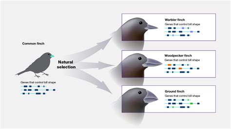 Genetics And Evolution