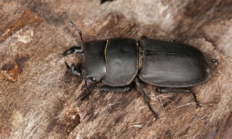 "Ecosystem heads towards collapse": One-fifth of Europe's wood beetles ...