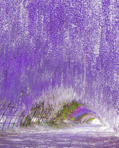 Wisteria Tunnel : MostBeautiful