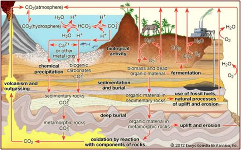 Carbon Cycle - Exam Yatra