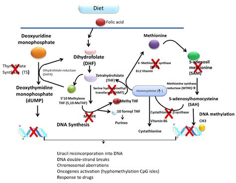 Acute Lymphoblastic Leukemia Diagram