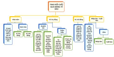 Hướng dẫn cách vẽ sơ đồ tư duy về tế bào Toàn tập từ A-Z