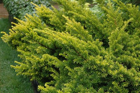 Golden Japanese Yew (Taxus cuspidata 'Aurescens') in Detroit Ann Arbor ...