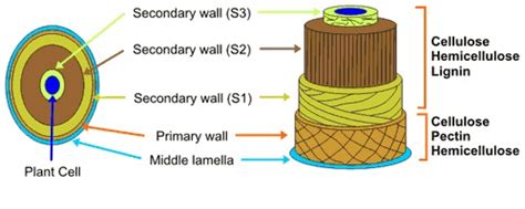 Plant Secondary Cell Wall