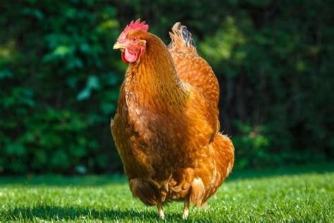 Considering New Hampshire chickens? The 18 things you must know first ...