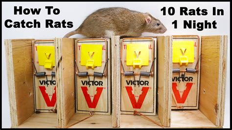 best bait for rat traps outside - Tanisha Ochoa