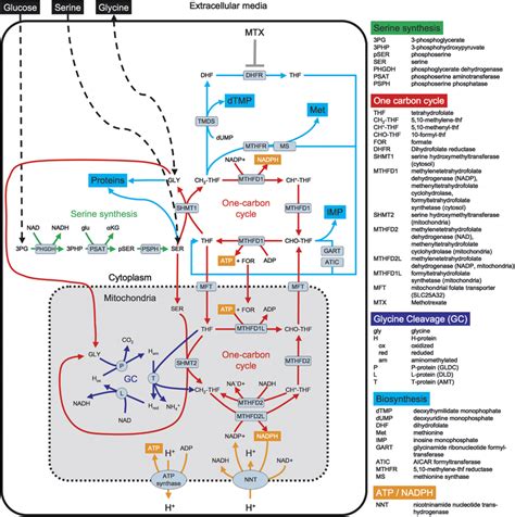 The serine, one-carbon cycle, glycine synthesis (SOG) pathway ...