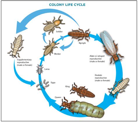 Termites - Sumitomo Chemical - Environmental Health Division