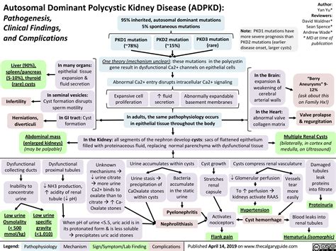 Autosomal Dominant Polycystic Kidney Disease (ADPKD) | Calgary Guide