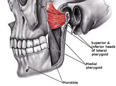 Medial pterygoid muscle Anatomy - An Tâm