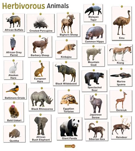 Herbivorous Animals Chart