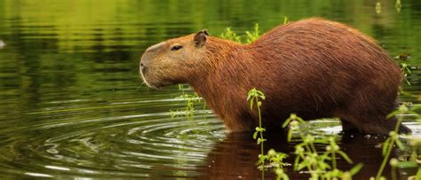 Largest Rodents in the World