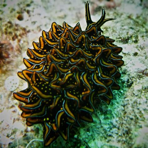 Beautiful Nudibranchs: Colorful Sea Slugs | HubPages