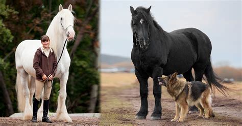 PHOTOS: 10 Tallest and Most Powerful Horse Breeds on the Planet