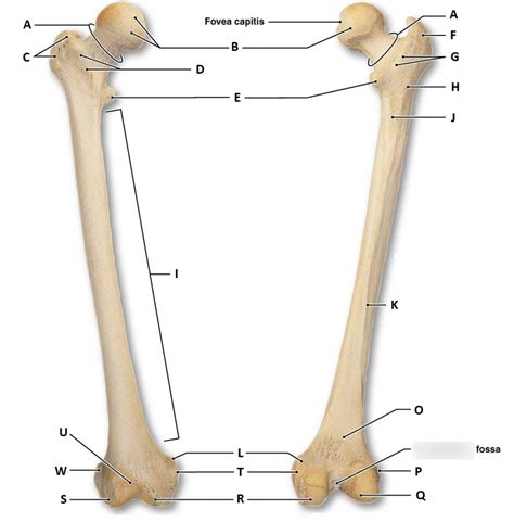 Long Bone Labeling Femur Bone Anatomy Labeled Diagram Quiz Color ...