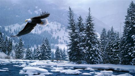 Flying Bald Eagle In Snow Covered Forest During Winter 4K HD Birds ...