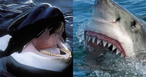 For Some Reason, Killer Whales Are Horrifically Murdering Great White ...