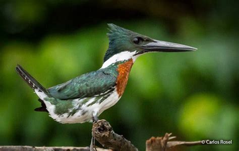 Amazon Kingfisher (Chloroceryle amazona) - Peru Aves