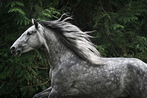 My RP Characters | Horses, Beautiful horses, Dapple grey horses