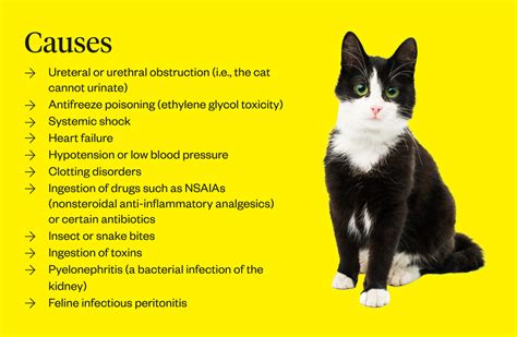 Cat Kidney (Renal) Failure: Symptoms, Causes, & Treatment | Dutch