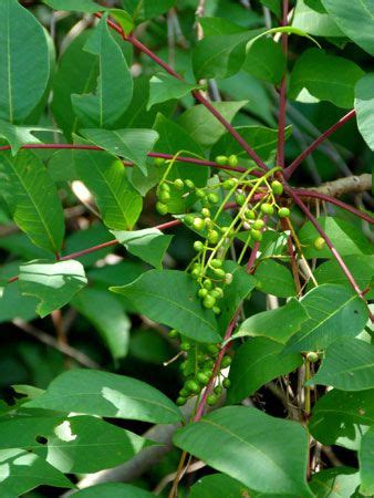 poison sumac | Description & Poison | Britannica.com