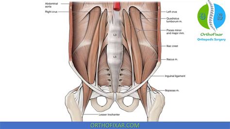 Hip Flexor Muscles Diagram