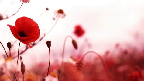 Red Poppies Wallpaper