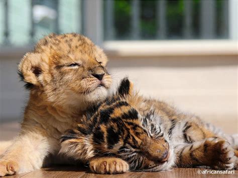 🔥 Lion And Tiger Cub Are Best Friends 🔥 : r/NatureIsFuckingLit