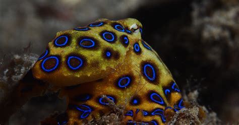 Real Monstrosities: Blue-ringed Octopus