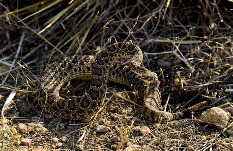 Rattlesnake sightings on the rise around Superior – Colorado Hometown ...