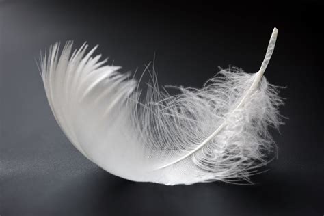 Is feather falling rare? - Rankiing Wiki : Facts, Films, Séries, Animes ...