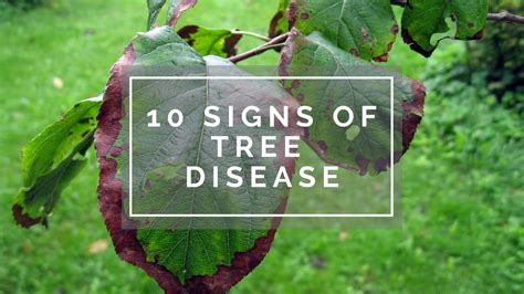 10 Signs of a Diseased Tree in the Pacific Northwest Washington