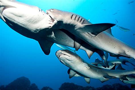 The Best Shark Dive in the World!: New Caledonia - Shark Sanctuary!