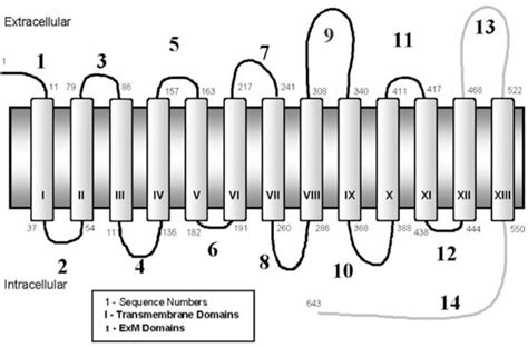 Structure of the human sodium-iodide symporter (hNIS). | Download ...