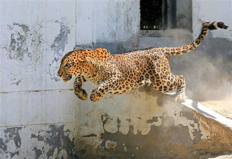 Sculpture Attacking leopard Art Objects etna.com.pe