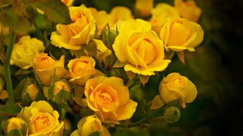 Yellow Flowers Wallpapers Images Photos Pictures Backgrounds