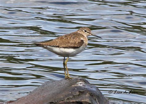 Solitary Sandpiper - Various Bird Species