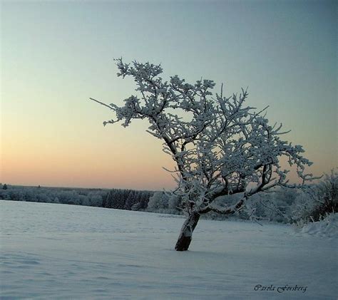 Swedish Winter Photograph by Carola Ann-Margret Forsberg - Pixels