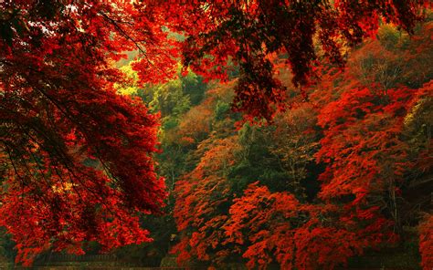 Red autumn forest hd wallpaper | 2880x1800 | #31581