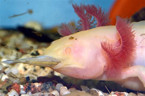 Can Axolotls Eat Mysis Shrimp – MudFooted