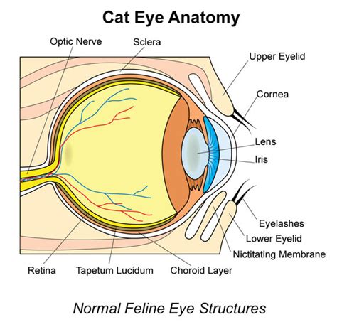 Uveitis in Cats