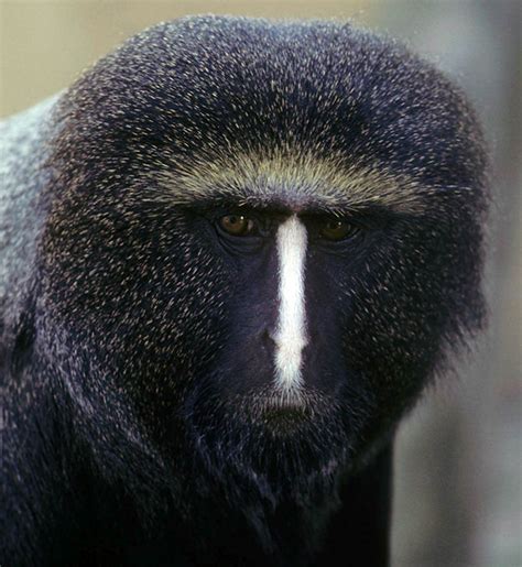 Detwiler ’95 plays key role in confirming new African monkey species ...