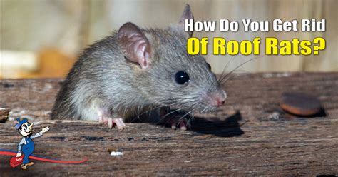 A Simple and Handy Guide To Get Rid of Roof Rats