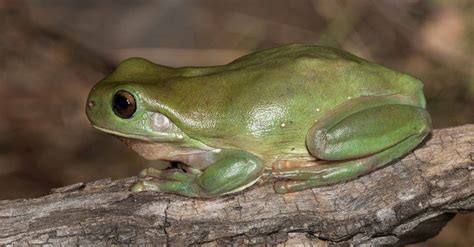 Green Tree Frog Pictures - AZ Animals