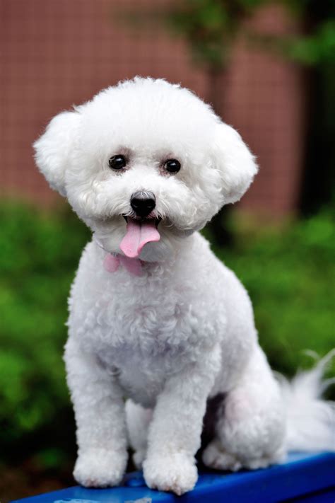 Bichon Frise - GoodHousekeeping.com | Bichon frise dogs, Dog breeds ...