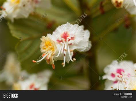 Flowers Horse Chestnut Image & Photo (Free Trial) | Bigstock