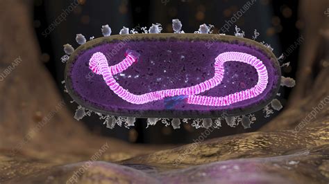 Human respiratory syncytial virus, illustration - Stock Image - C057 ...