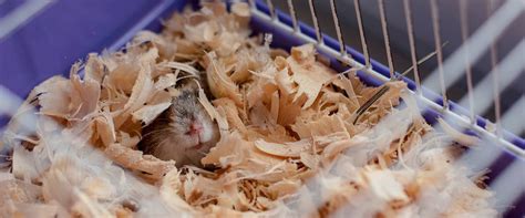 Best Hamster Bedding Reviewed for 2022 - Petz