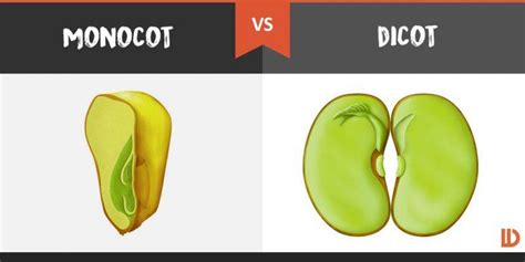 How will you distinguish between Dicot Plants and Monocot plants ...