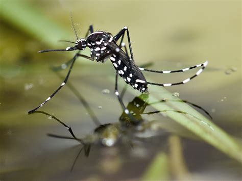 ARBICO Organics: What’s This Bug? The Asian Tiger Mosquito.